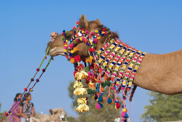 Decoración de camello
 - Foto, Imagen