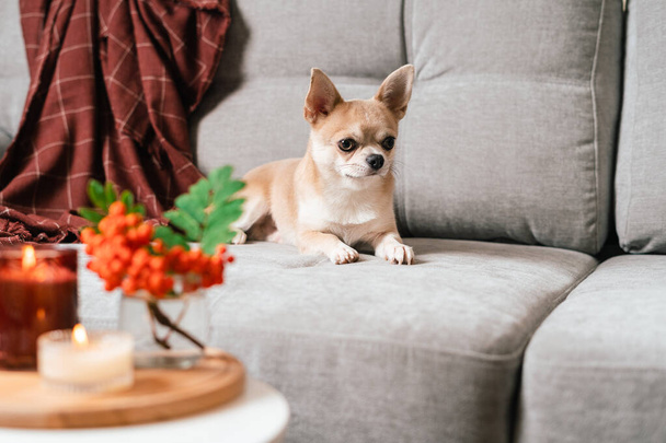 Funny puppy chihuahua lying on couch and pillow under plaid indoors. Cute Little dog home warming under blanket in cold fall autumn winter weather. Pet animal in living room with candle and decor - Photo, Image