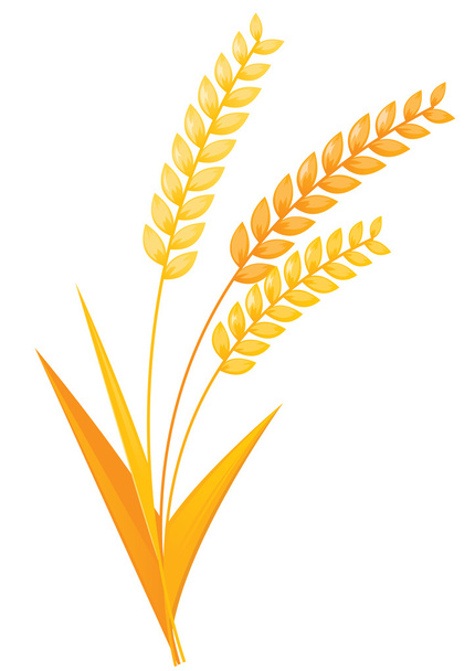 uši pšenice - Vektor, obrázek