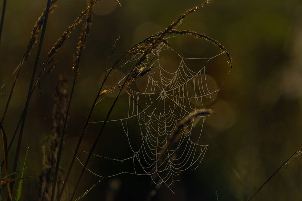 Cobweb com cor do nascer do sol no outono manhã prado fresco - Foto, Imagem