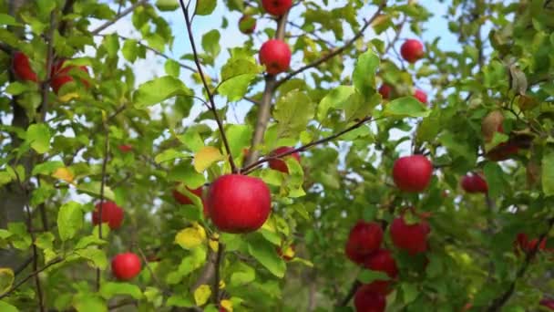Спелые яблоки в саду готовы к уборке крупным планом - Кадры, видео