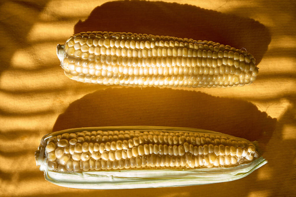 Zdrowa przekąska i koncepcja jedzenia. Kukurydza w modnych cieniach. Dwie uszy kukurydzy, jedna łuskana, druga obrana. Być inna koncepcja. Kreatywna fotografia żywności.  - Zdjęcie, obraz