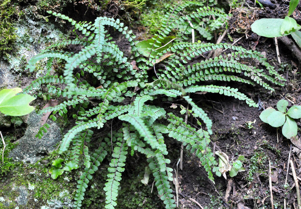 Helecho de Asplenium trichomanes crece en una piedra en la naturaleza en el bosque - Foto, Imagen