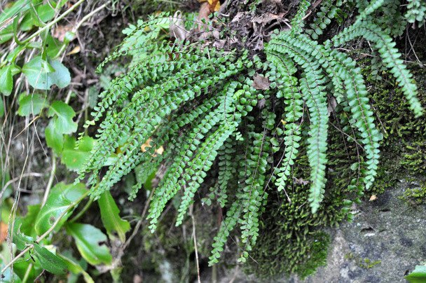 Asplenium trichomanes kapradí roste na kameni v divočině v lese - Fotografie, Obrázek