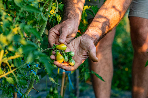 若い男の手は、生物農業から天然の健康的な黄色のトマトを保持.収穫したばかりのトマトを手にした農家. - 写真・画像