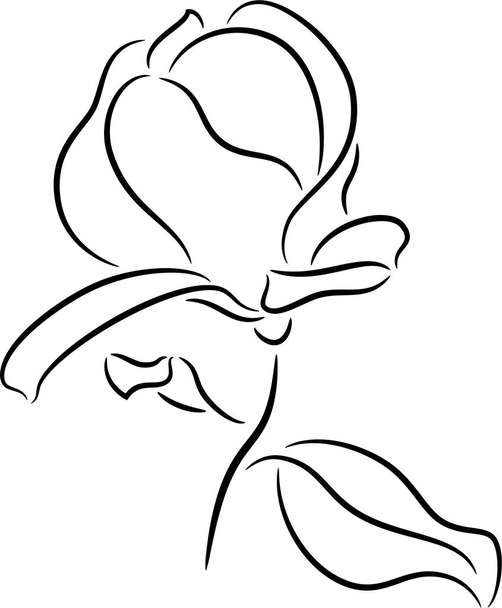 Blossoming twig of magnolia flower, isolated - ベクター画像