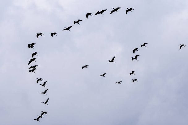 Imagem silhueta de um grupo de ibis brilhante (Plegadis falcinellus) em formação, voando alto no céu. Espaço de cópia disponível - Foto, Imagem