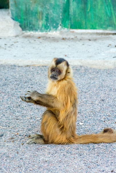 カプーチン猿は食べ物を手に持って食べています。野生動物. - 写真・画像