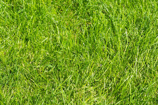 Fresh green grass on the lawn - Φωτογραφία, εικόνα