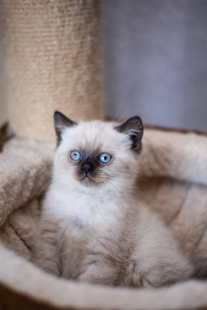 kiscica skót brit macska burma munchkin állatok - Fotó, kép