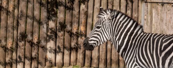 Portrait of a sad zebra. The animal behind bars. Zoo. An animal in captivity. - Photo, Image