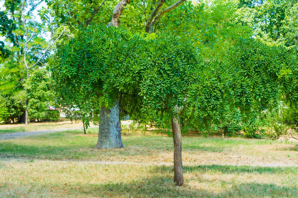 Sophora japonica tree in the park. Green leaves. Bright colors. - Photo, Image