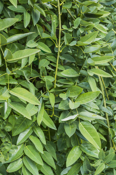 Sophora japonica tree. tree leaves. Acacia. Background of green leaves - Photo, Image