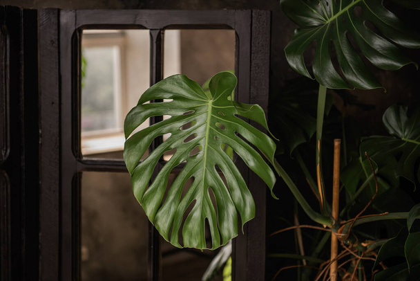 Loft dark interior. The textured concrete wall has a wooden shutter mirror with a monstera deliciosa flower. Large fresh green leaves. The decor of a trendy, stylish home. tropical planting in house - Φωτογραφία, εικόνα