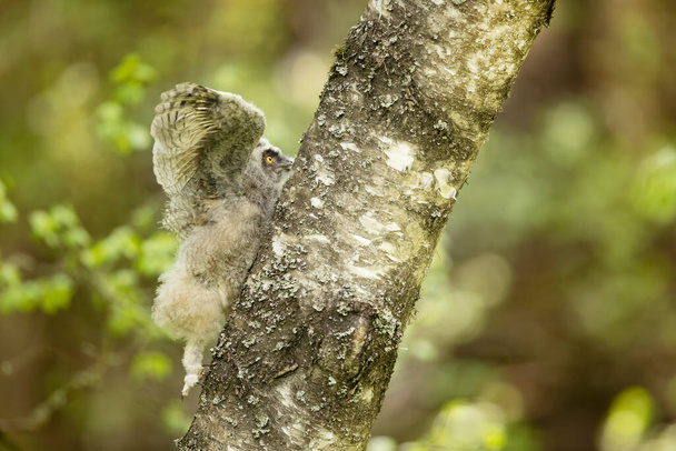 Nid de Hibou des marais (Asio otus) grimpant sur un bisch. Naissance sur l'arbre au printemps. Scène sauvage de la nature. République tchèque - Photo, image