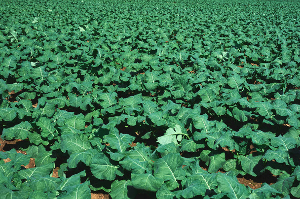 Detail einer Brokkoli-Plantage mit Tropfbewässerung - Foto, Bild