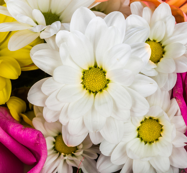 Flowers closeup - Foto, immagini