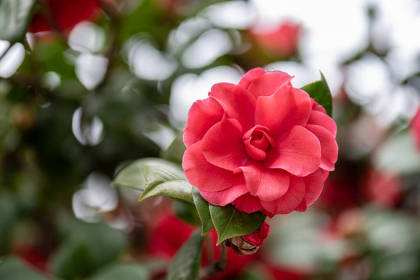 Close up of red camellia against a green background - Photo, Image