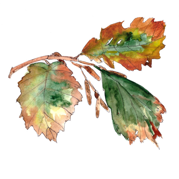 Hazel branch with autumn leaves and earrings watercolor drawing. High quality photo - Photo, Image