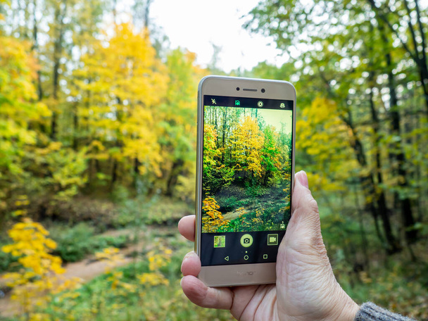 Fotografieren des Herbstwaldes. Telefon in der Hand - Foto, Bild
