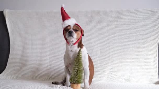 Chihuahua cão em santa chapéu com árvore de Natal. - Filmagem, Vídeo
