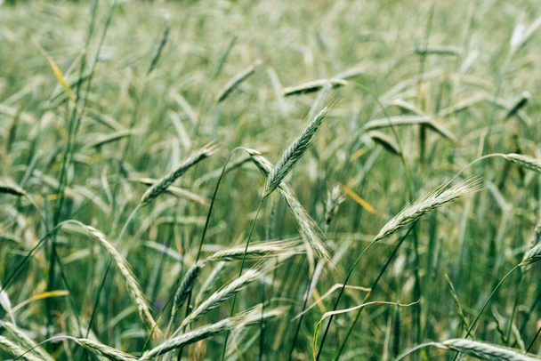 Green spike of young rye on field - Photo, Image