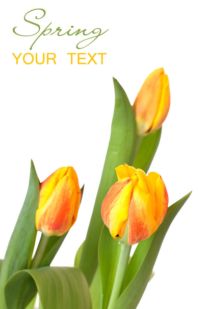Yellow tulips isolated on white background - Foto, afbeelding