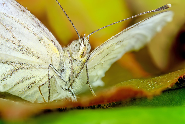 papillon makro
 - Photo, image