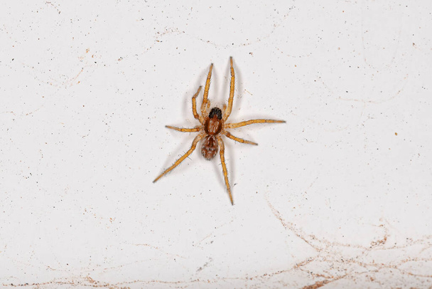 Маленький вовк - павук родини Lycosidae - Фото, зображення
