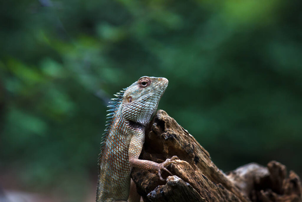  Східний садовий ящірка, східна ящірка, індійська ящірка, ящірка, кровосос або мінлива ящірка - це агамідна ящірка, поширена в індо-малаях.. - Фото, зображення
