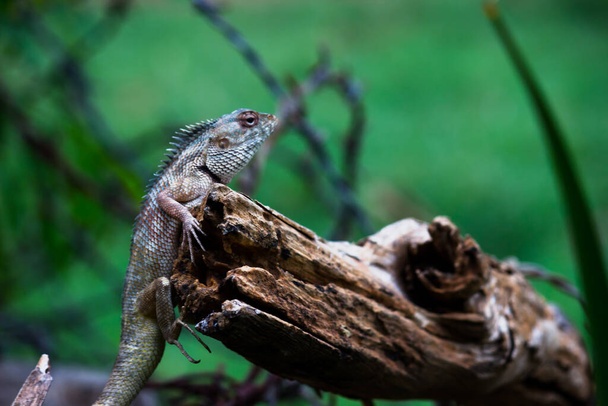  The oriental garden lizard, eastern garden lizard, Indian garden lizard, common garden lizard, bloodsucker,  or changeable lizard is an agamid lizard found widely distributed in indo-Malaya. - Photo, Image