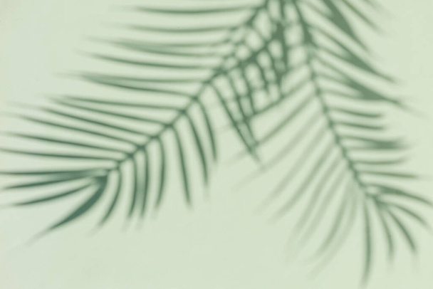 Two curved shadows of a palm tree on a green background. Minimal modern concept. - Photo, Image
