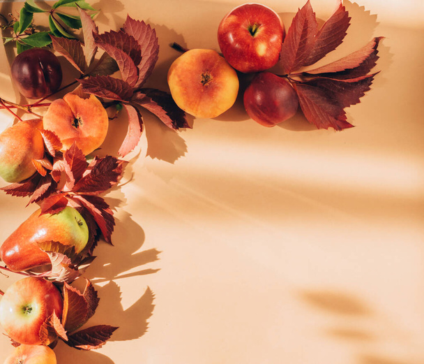 Jesienne owoce sezonowe jabłka gruszki winogrona liście pastelowy brązowy tło. Pomysł na żniwa. Jesienny rocznik - Zdjęcie, obraz