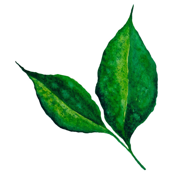 Limone foglie acquerello disegnato a mano illustrazione. Arte botanica stampabile. - Foto, immagini