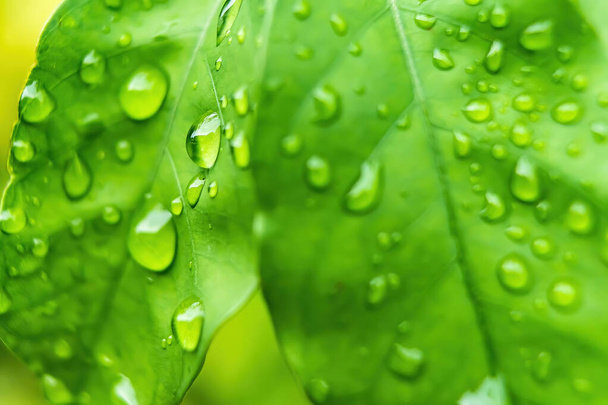 Macro primer plano de hermosa hoja verde fresca con gota de agua después de la lluvia en el fondo de la naturaleza luz del sol de la mañana. - Foto, imagen