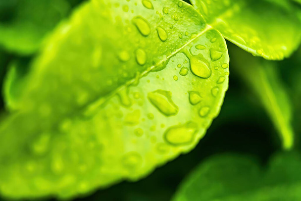 Makro detailní záběr krásné čerstvé zelené listy s kapkou vody po dešti v ranním slunci příroda pozadí. - Fotografie, Obrázek