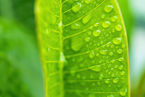 Macro closeup of Beautiful fresh green leaf with drop of water after the rain in morning sunlight nature background. - Photo, image