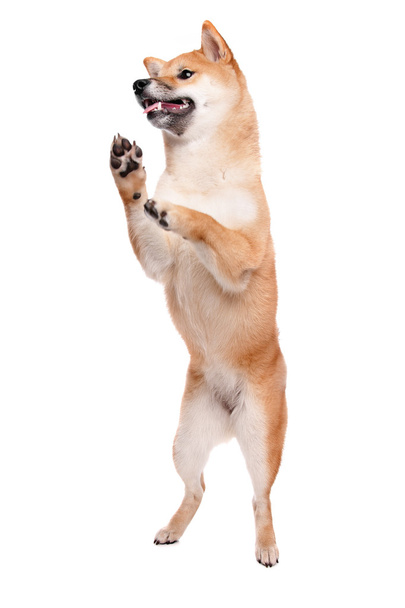 Shiba Inu dog in front of a white background - Fotó, kép