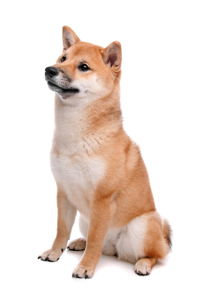 Shiba Inu dog in front of a white background - Foto, imagen