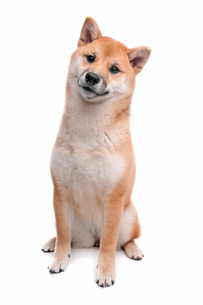 Shiba Inu dog in front of a white background - Photo, Image