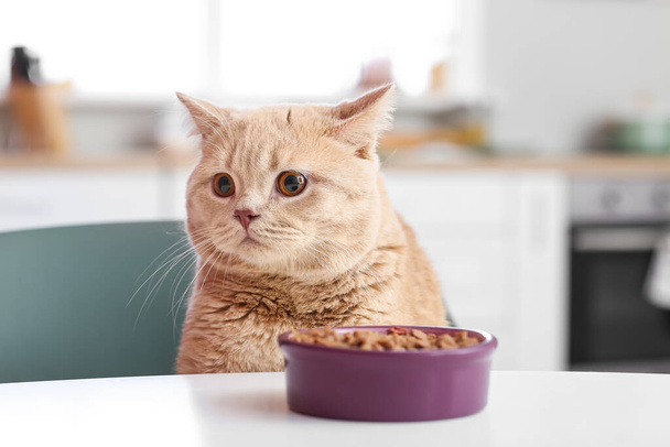 Χαριτωμένη γάτα και μπολ με φαγητό στην κουζίνα - Φωτογραφία, εικόνα
