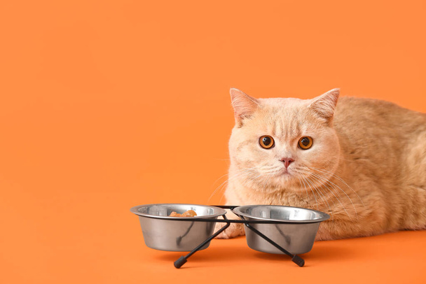 Cute kot jedzenie z miski na tle koloru - Zdjęcie, obraz