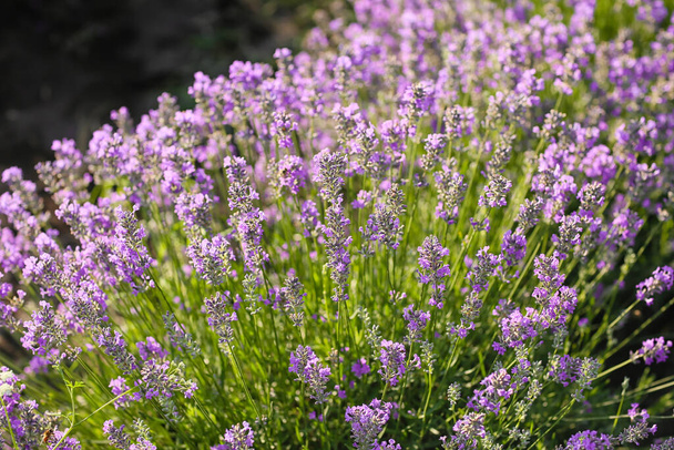 Beautiful lavender field on summer day, closeup - Φωτογραφία, εικόνα