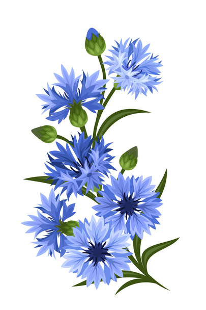 Branch of blue cornflowers. Vector illustration. - Vektör, Görsel