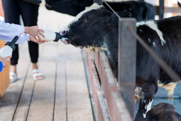 Kleine Kuh füttert sich in Bauernhof aus Milchflasche. - Foto, Bild