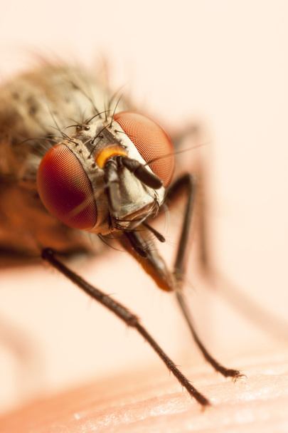Крупный план мухи с красными глазами
 - Фото, изображение