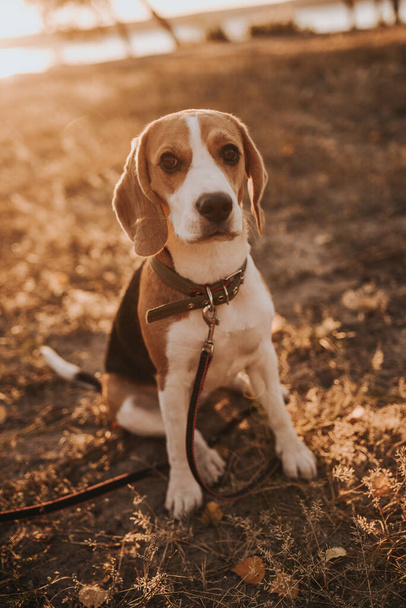 cane beagle a terra - Foto, immagini