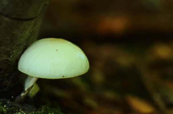 Fungo de porcelana Oudemansiella mucida em uma faia - Foto, Imagem