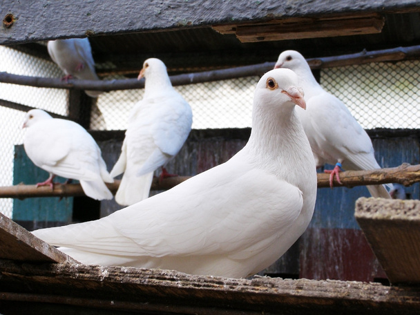 Palomas blancas en el palomar
 - Foto, Imagen