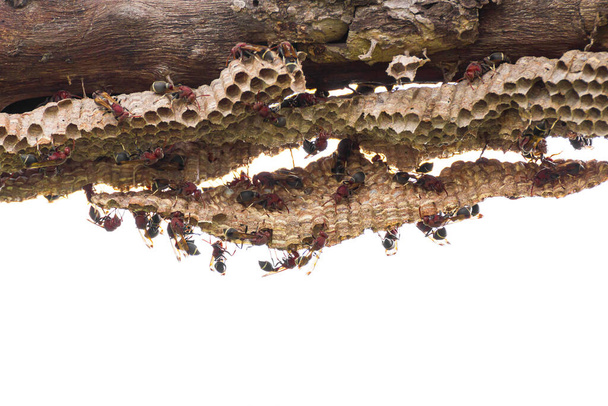 Primer plano de avispa y nido de avispa con huevos y larvas sobre fondo blanco - Foto, Imagen
